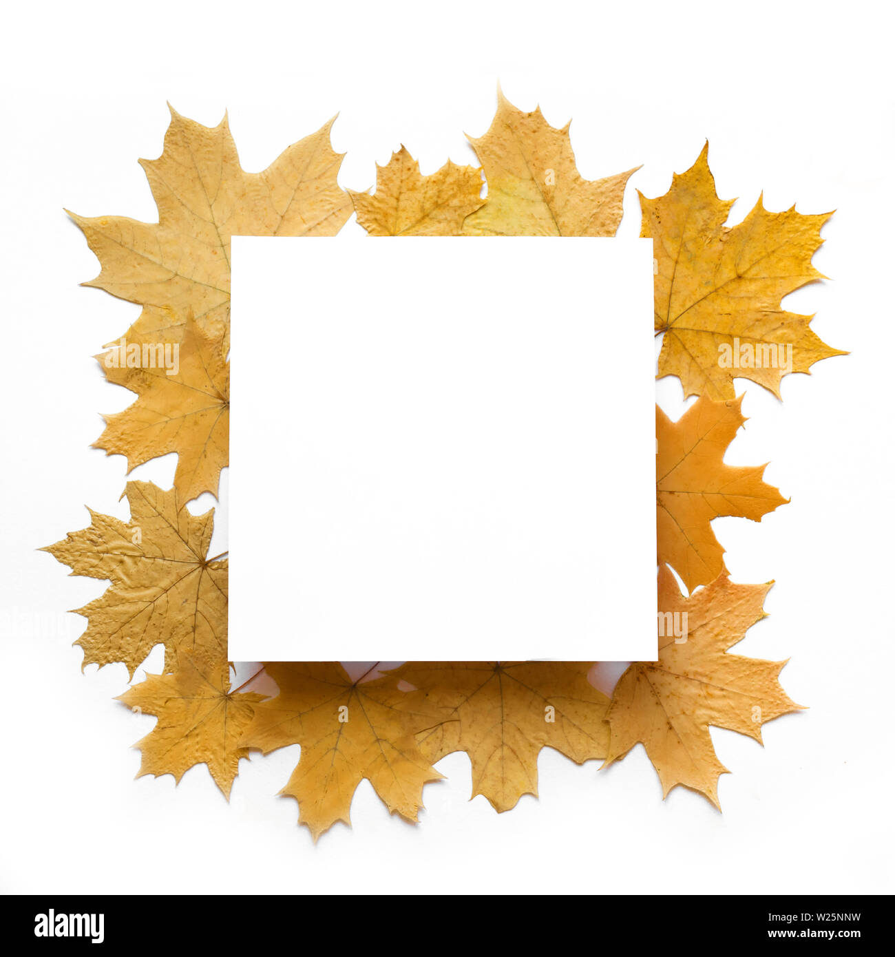 Gelbe ahorn Blätter flach, quadratisch kopieren. Herbstliche gelbe Blätter auf weißem Hintergrund, kreative saisonale Layout, Herbst Konzept. Stockfoto