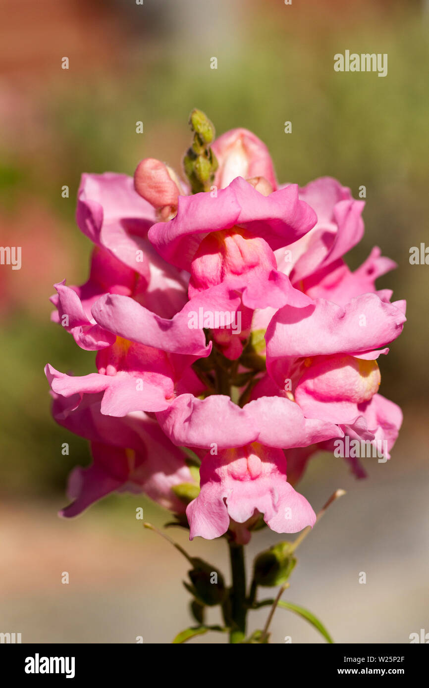 Antirrhinum Majus, Snapdragon, rosa Blüten im Sommer. Vereinigtes Königreich Stockfoto