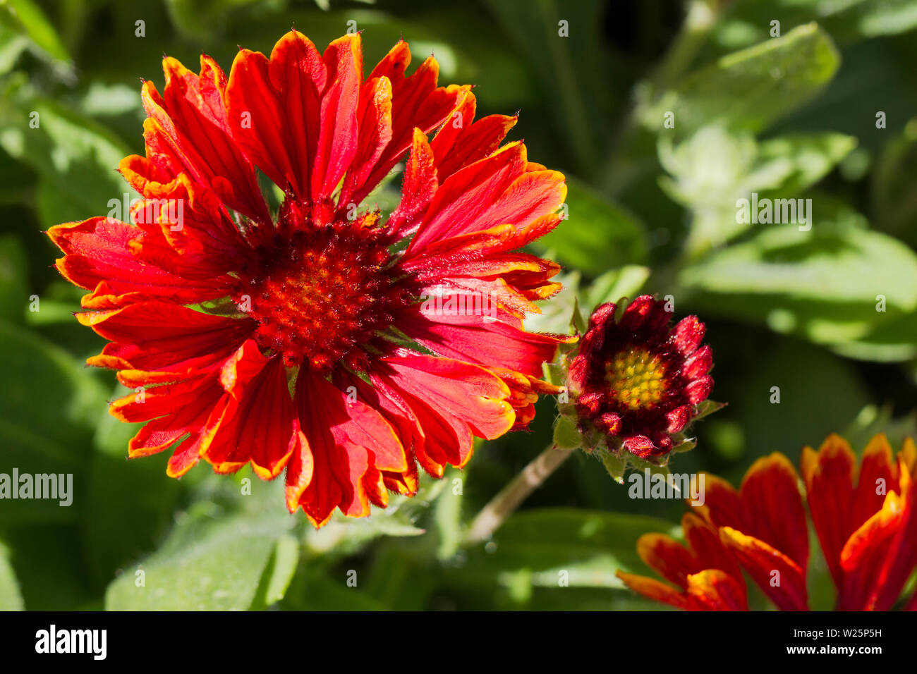 Gaillardia aristata Blumen im Sommer. Vereinigtes Königreich Stockfoto