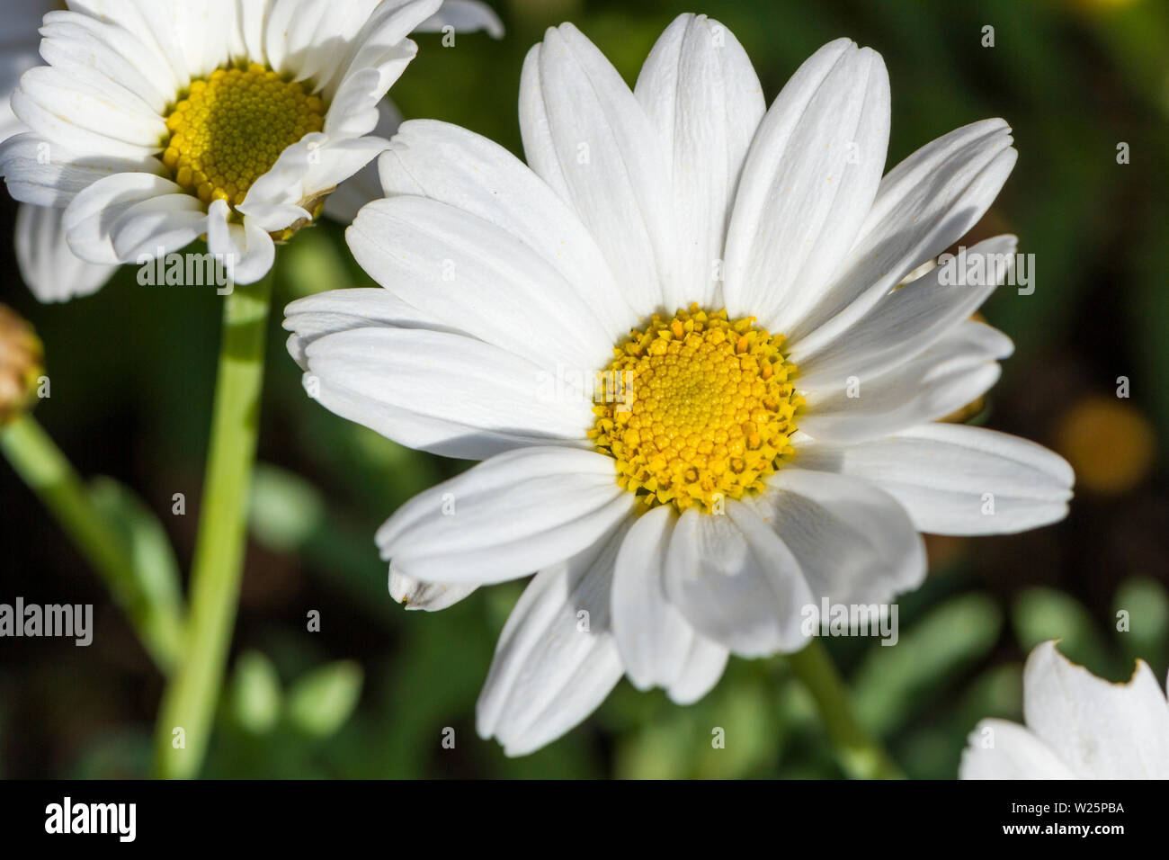 Marguerite Daisy, Argyranthemum frutescens, 'Paris Daisy", weiß daisy flowers Nahaufnahme. Großbritannien Stockfoto