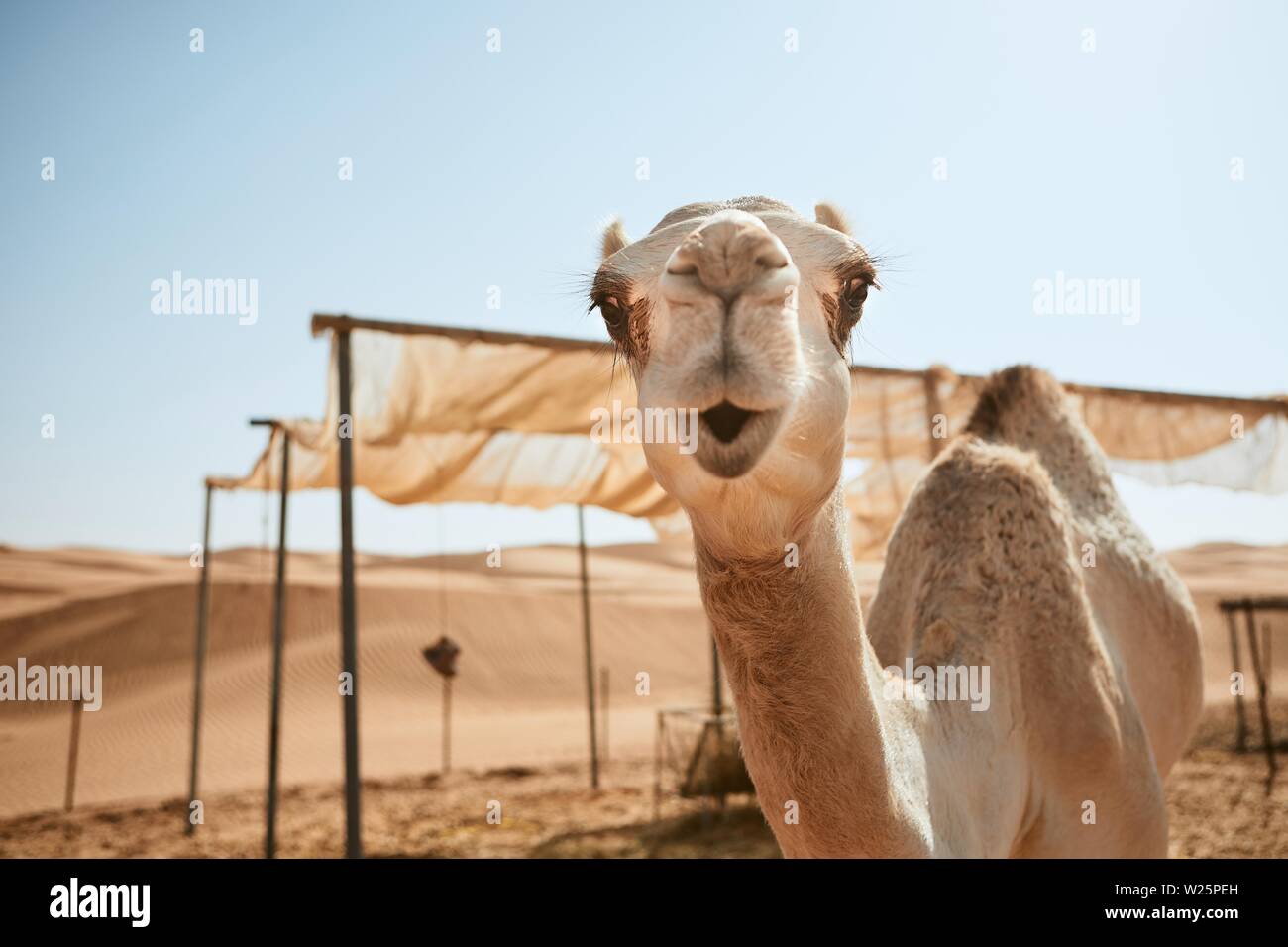 Portrait von neugierigen Kamel gegen Sand Dünen der Wüste, Sultanat von Oman. Stockfoto