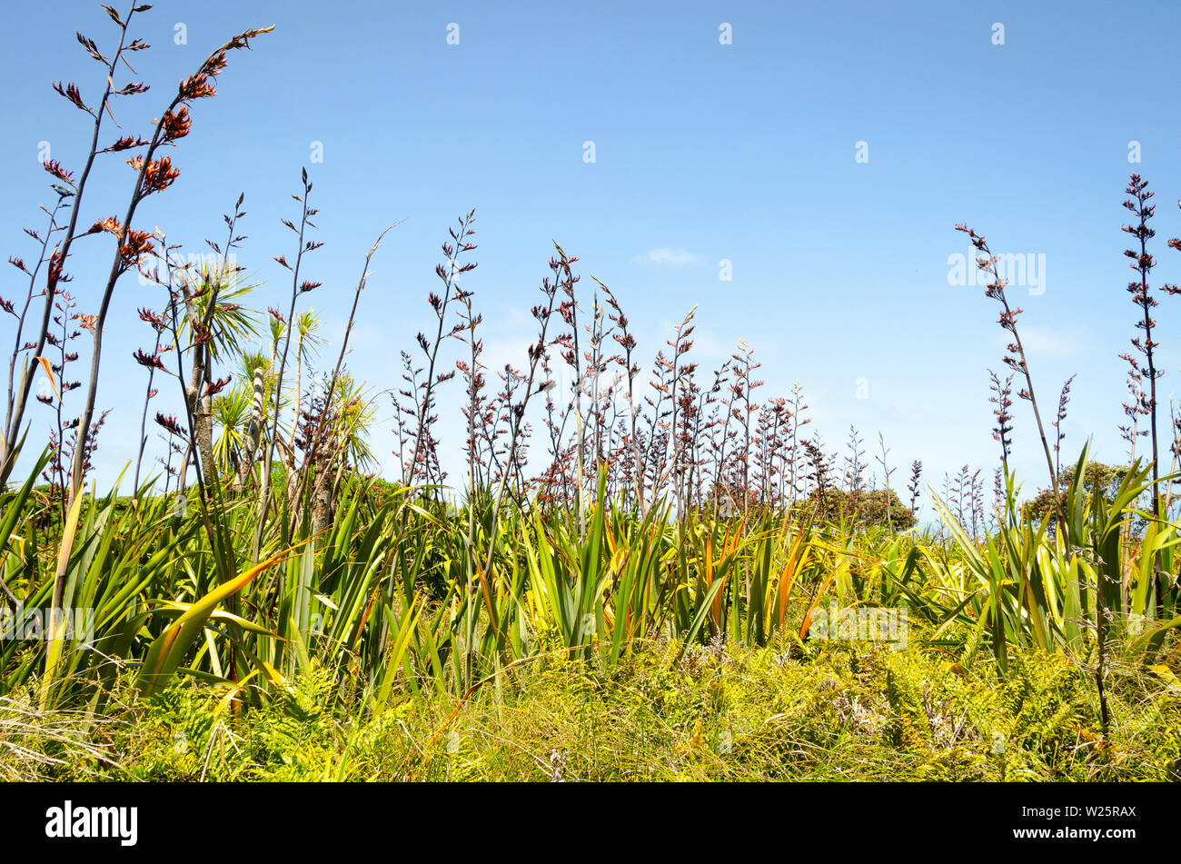 Blühende Flachs in Feuchtgebieten, Kapiti Island, North Island, Neuseeland Stockfoto