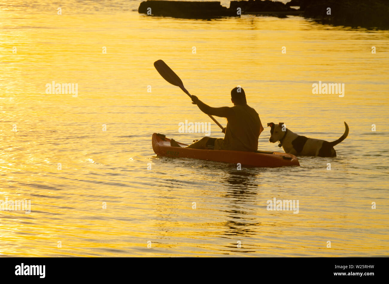 Man paddeln Kajak mit seinem Hund, titahi Bay, Porirua, Wellington, Nordinsel, Neuseeland Stockfoto