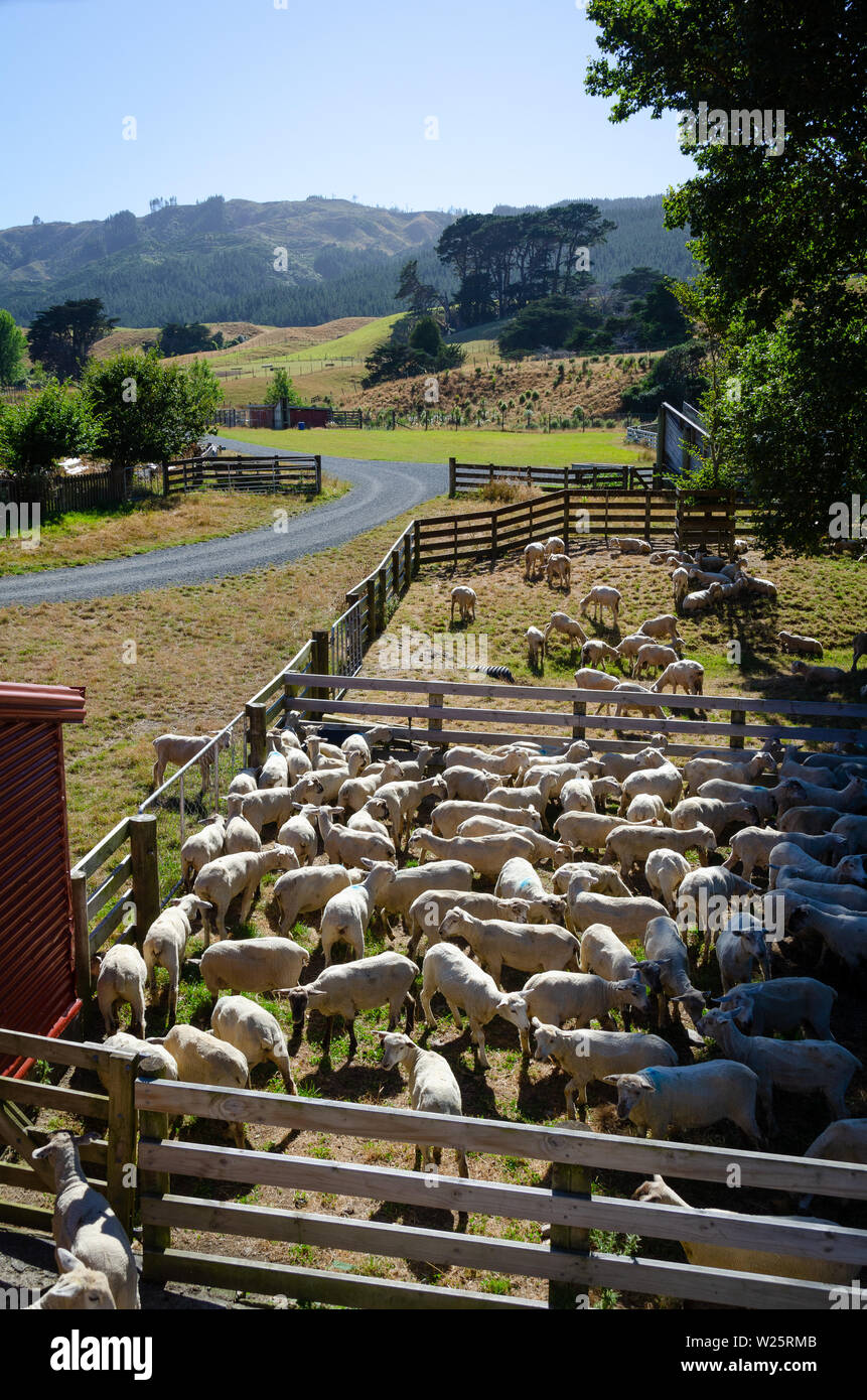 Vor kurzem geschorener Schafe im stockyards in Battle Hill Farm, Pauatahanui, Wellington, Nordinsel, Neuseeland Stockfoto