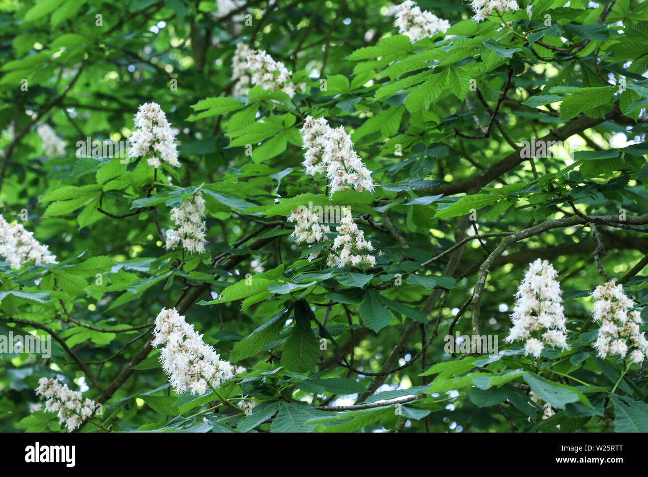 Nahaufnahme der Pferd chestnutor conker Baum (esculus hippocastanum) blühen in den autolöscher Stockfoto