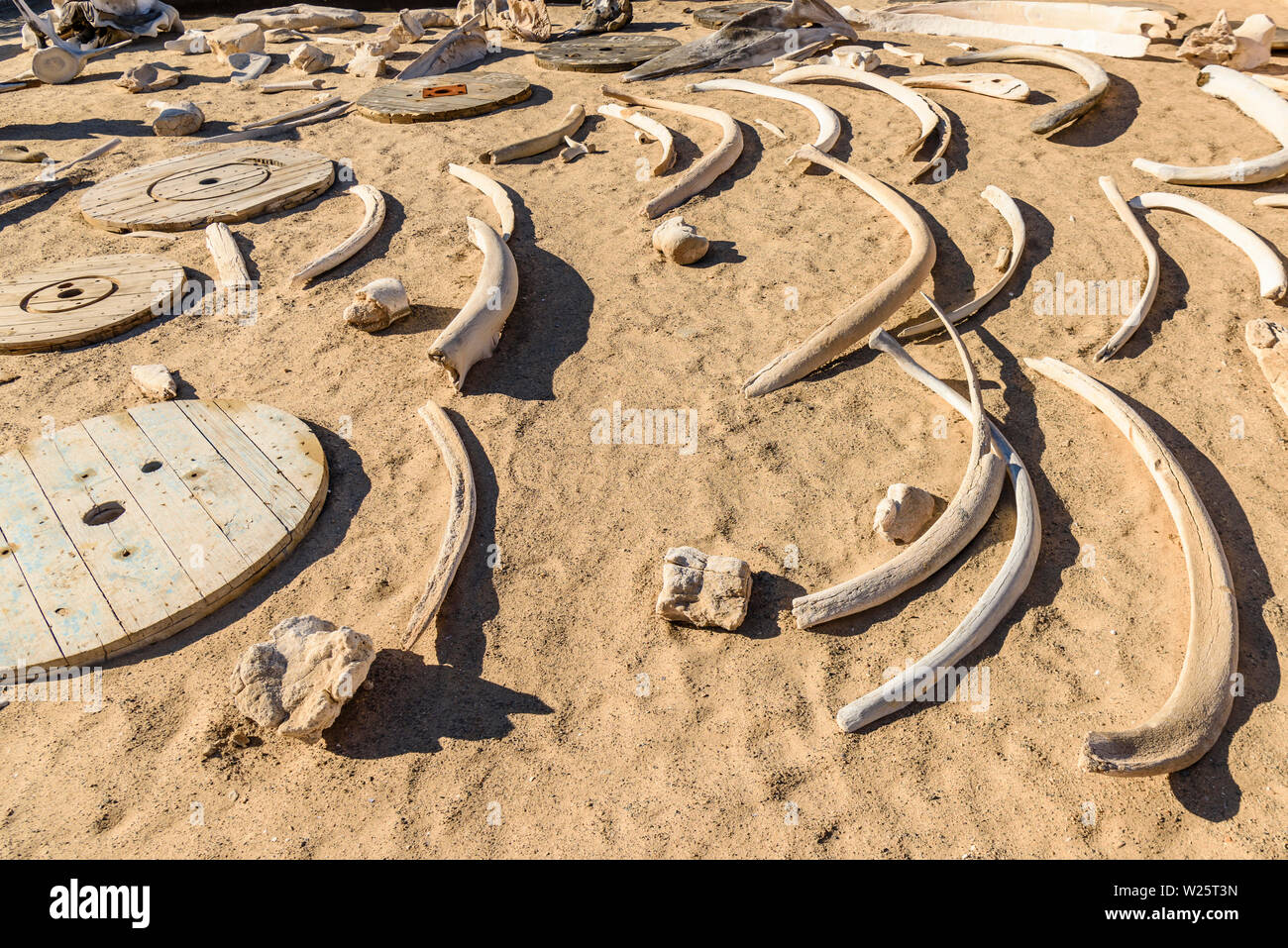 Sammlung von walknochen an der Skelettküste, Namibia. Der Küste erhielt seinen Namen aufgrund der Anzahl von Whale Skelette nach kommerziellen Walfang im 19. Jahrhundert. Stockfoto