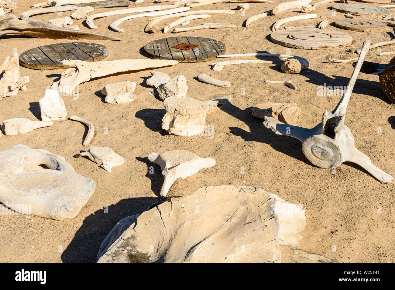 Sammlung von walknochen an der Skelettküste, Namibia. Der Küste erhielt seinen Namen aufgrund der Anzahl von Whale Skelette nach kommerziellen Walfang im 19. Jahrhundert. Stockfoto