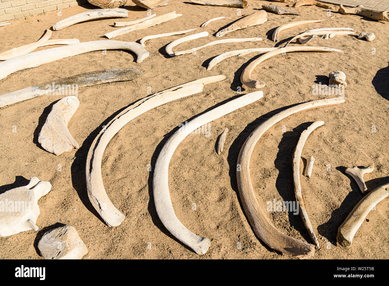 Sammlung von walknochen an der Skelettküste, Namibia. Der Küste erhielt seinen Namen aufgrund der Anzahl von Whale Skelette nach kommerziellen Walfang im 19. Jahrhundert. Stockfoto