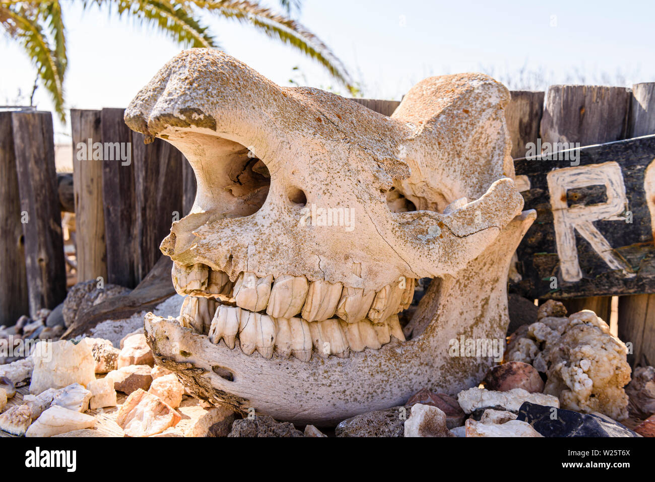 Elephant skull bei Ugabmund (Ugab) Tor, Eingang zu den Skeleton Coast National Park, Namibia Stockfoto