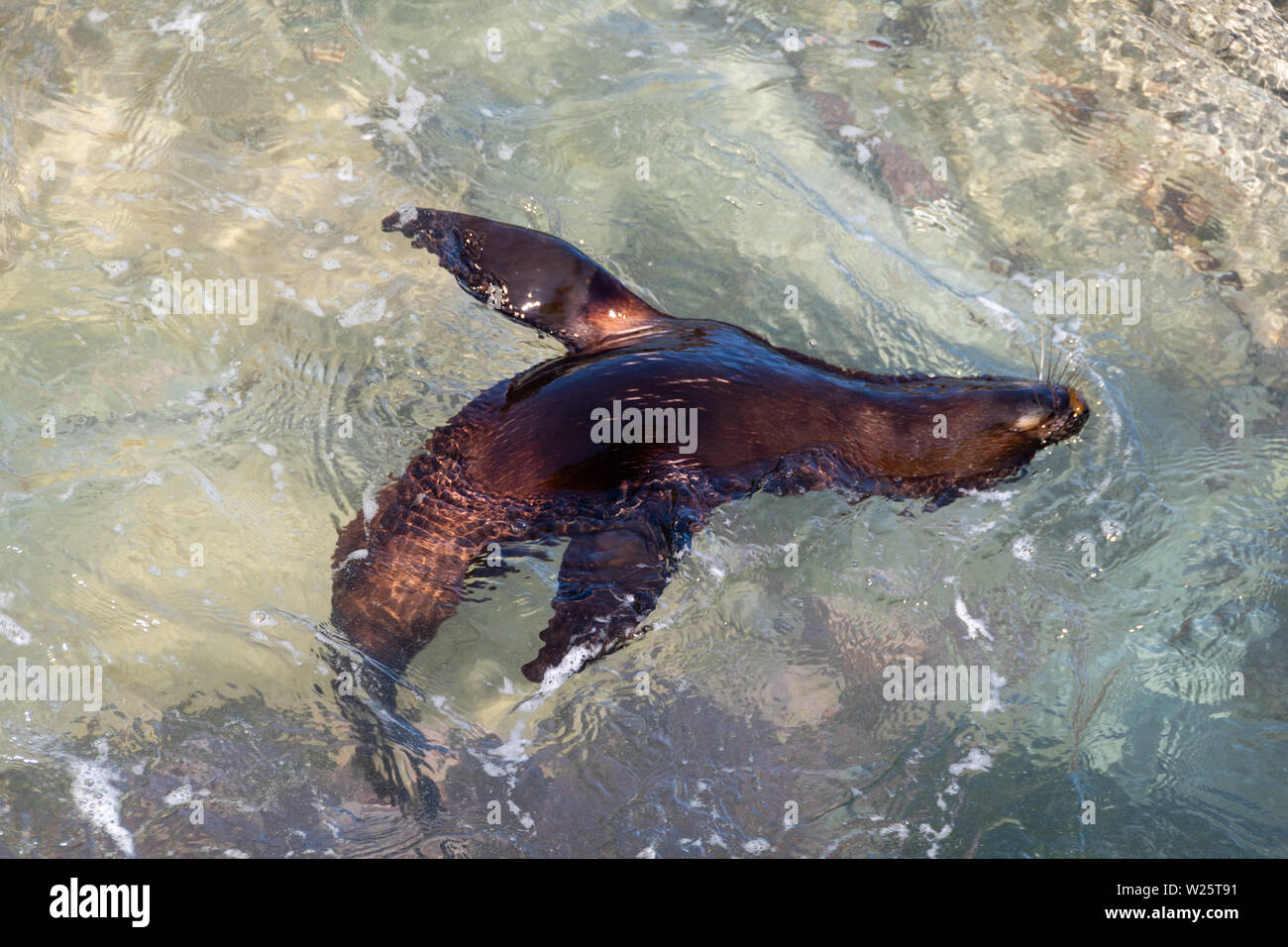 Baby New Zealand fur Seal Rock schwimmen im Pool, White Rock, Wairarapa, North Island, Neuseeland Stockfoto