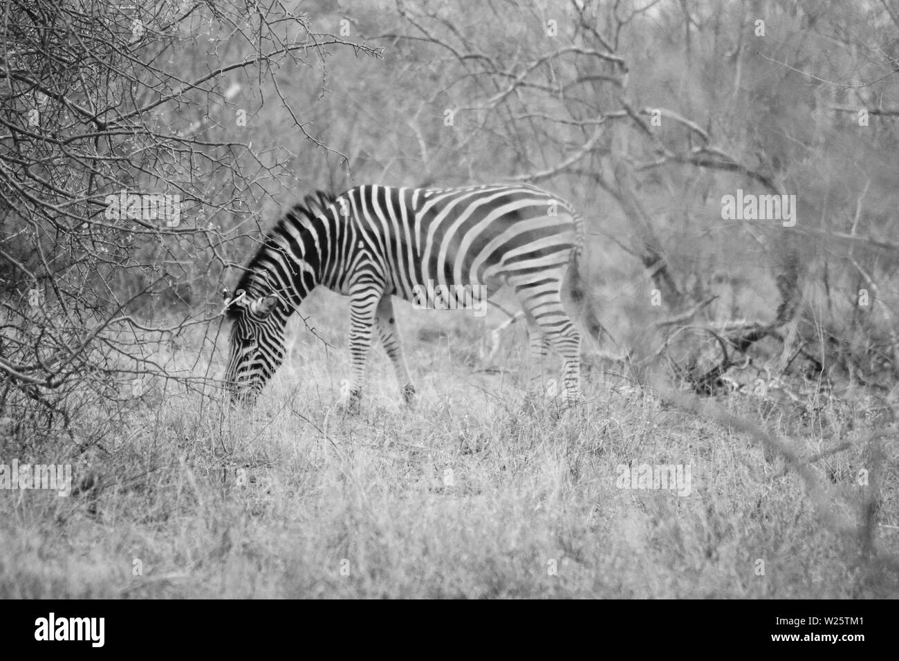 Schöne entfernte Aufnahme eines wilden Zebras, das das Gras in Hoedspruit, Südafrika grast Stockfoto