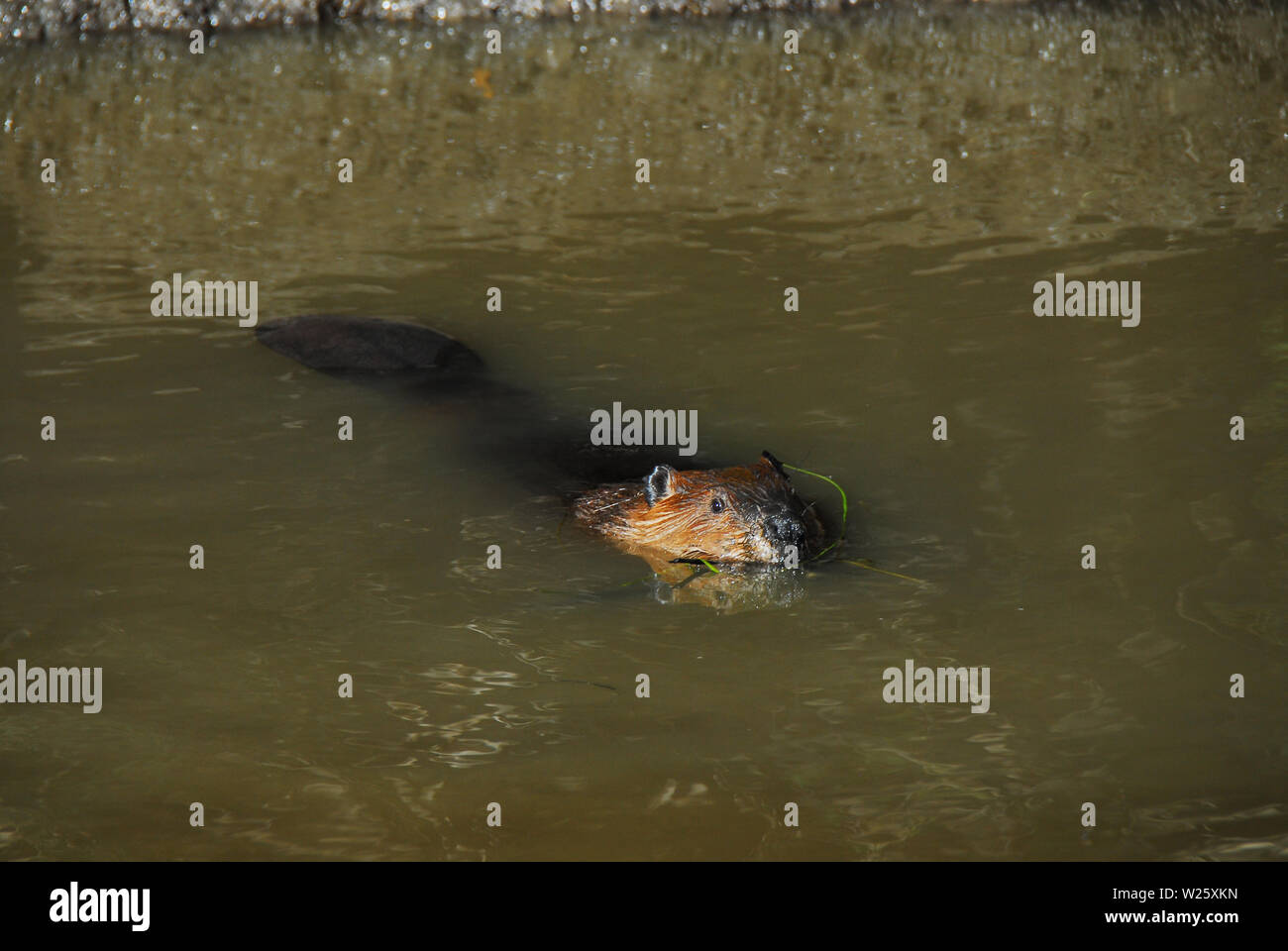 Nahaufnahme von einem Biber schwimmen mit dam Baustoffe in seinem Mund, in Alaska. Hinweis die Reflexion des Kopfes. Stockfoto