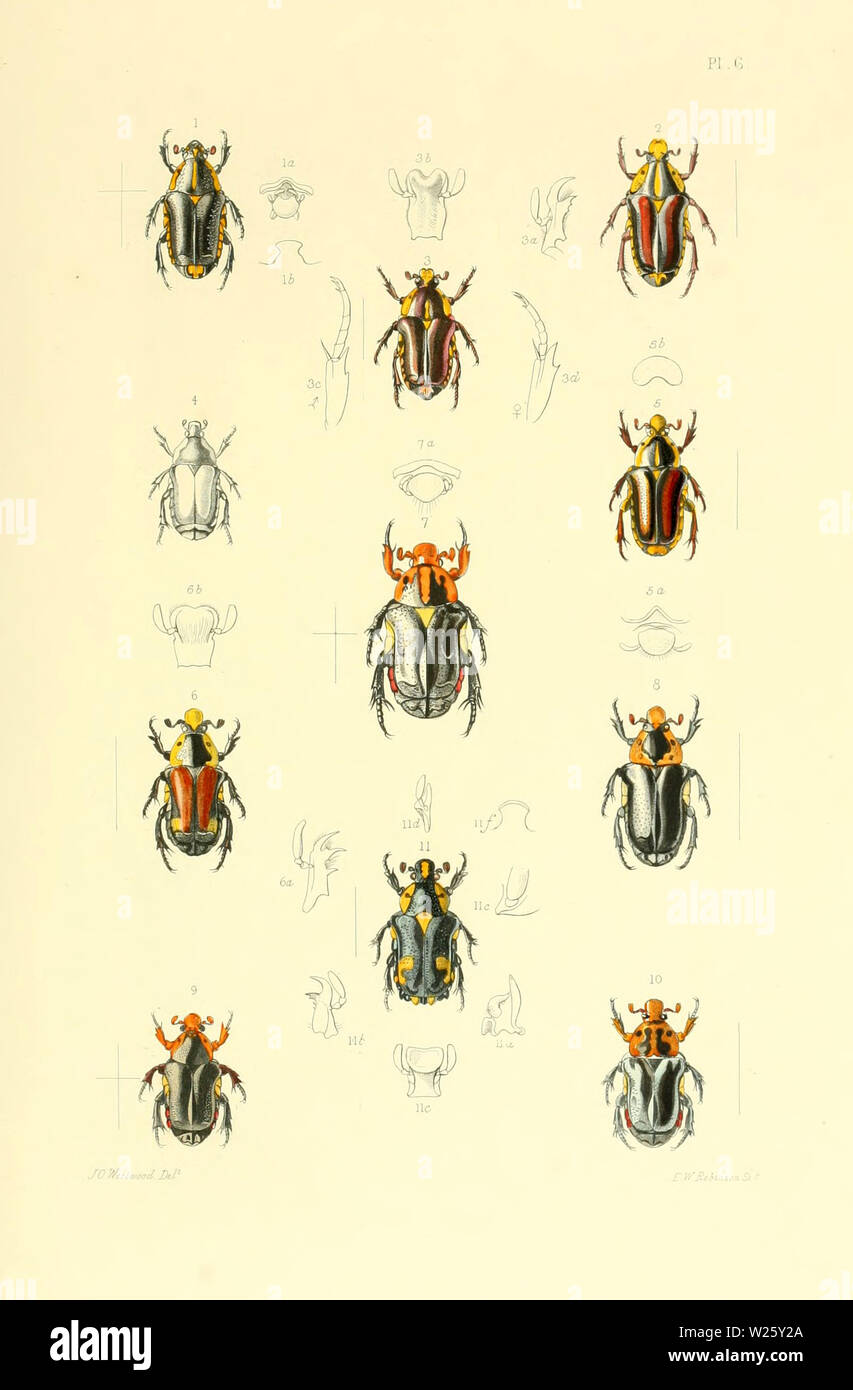 Schöne vintage Hand gezeichneten Abbildungen von exotischen Insekten vom Alten Buch. Es kann als Poster oder dekoratives Element für den Innenausbau verwendet werden. Stockfoto