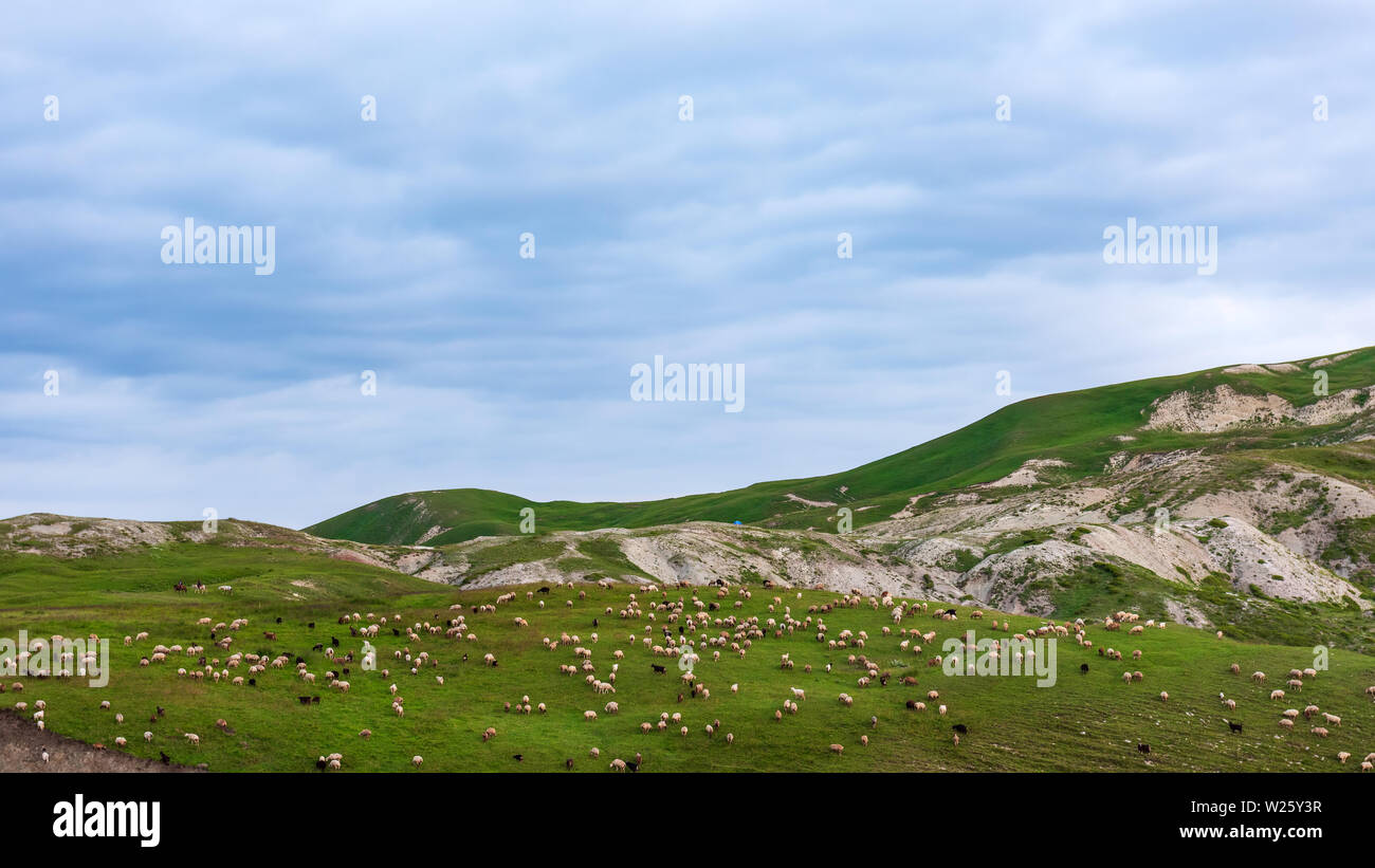 Eine Herde Schafe auf der Bergseite Stockfoto