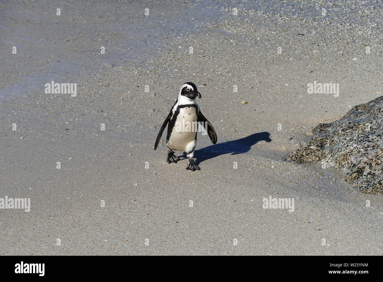 Pinguin zu Fuß aus Surf Stockfoto