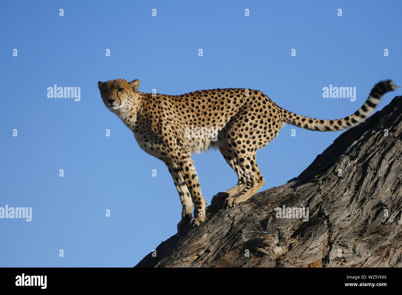 Cheetah stehen im Baum bereit zu springen Stockfoto