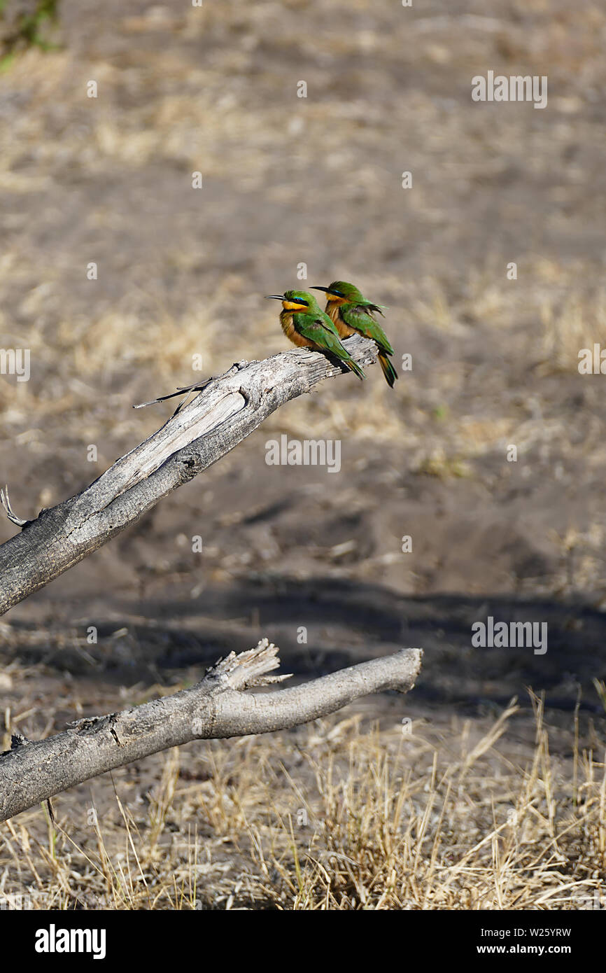 Paar Bee Eaters sitzen auf Baum Stockfoto