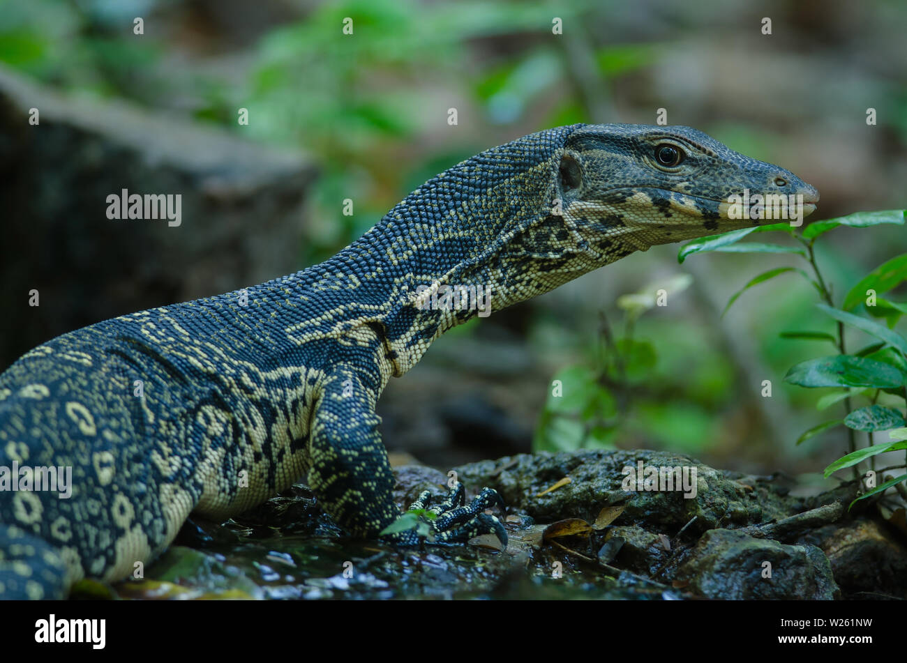 Asiatische Wasser Monitor (Varanus salvator Salvator) im Wald Stockfoto