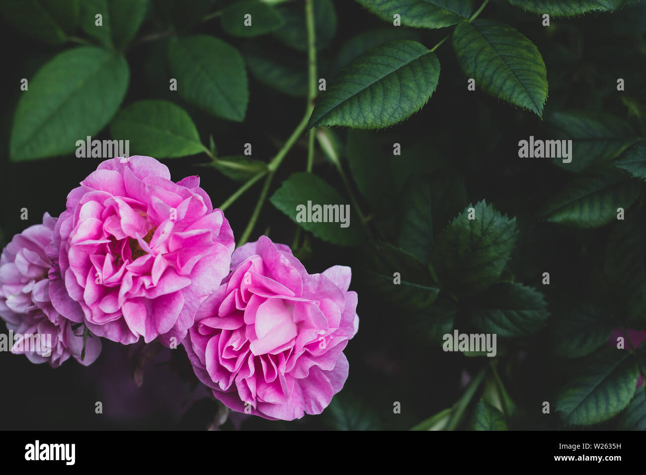 Charles Rennie Mackintosh Rose auf dunkelgrünem verschwommenem Hintergrund. Blumenstrauch im Garten mit grünen Blättern Stockfoto