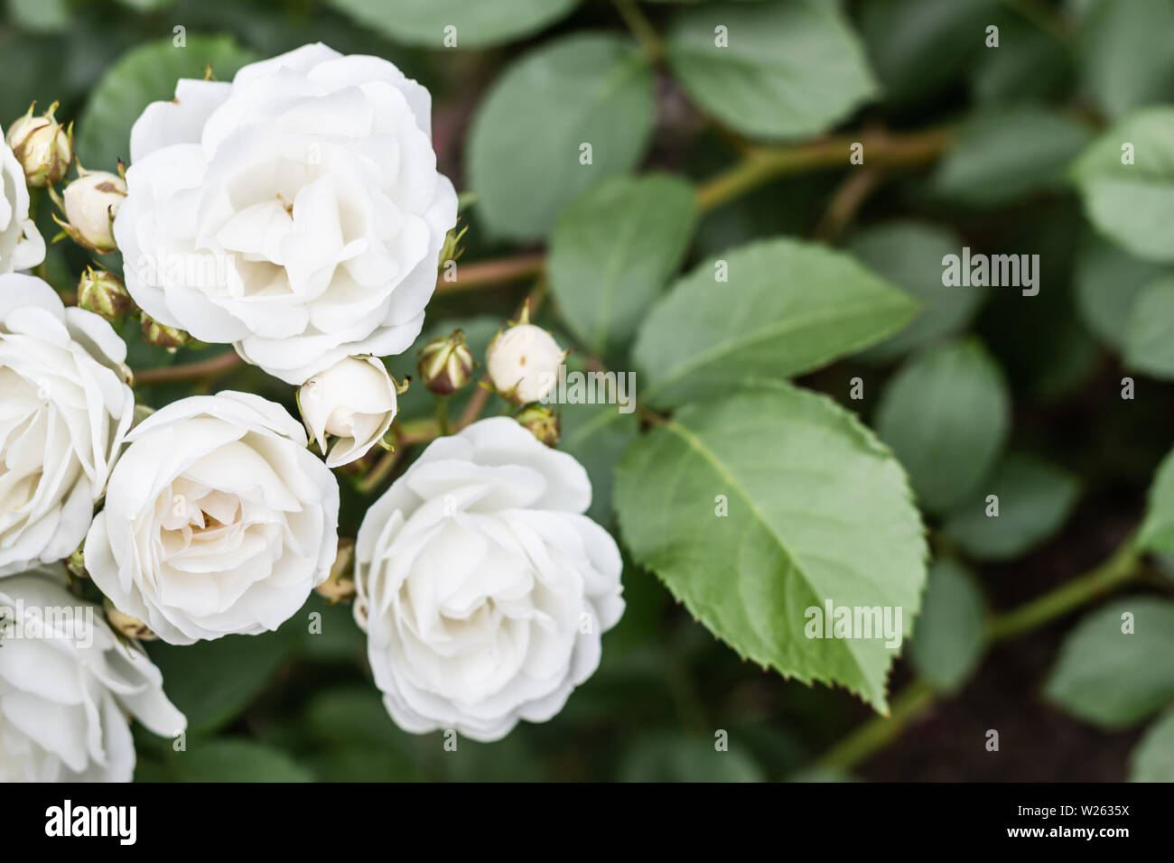 Weiße Aspirin Rose auf natürlichem grünen Laub Hintergrund mit Kopie Raum. Stockfoto