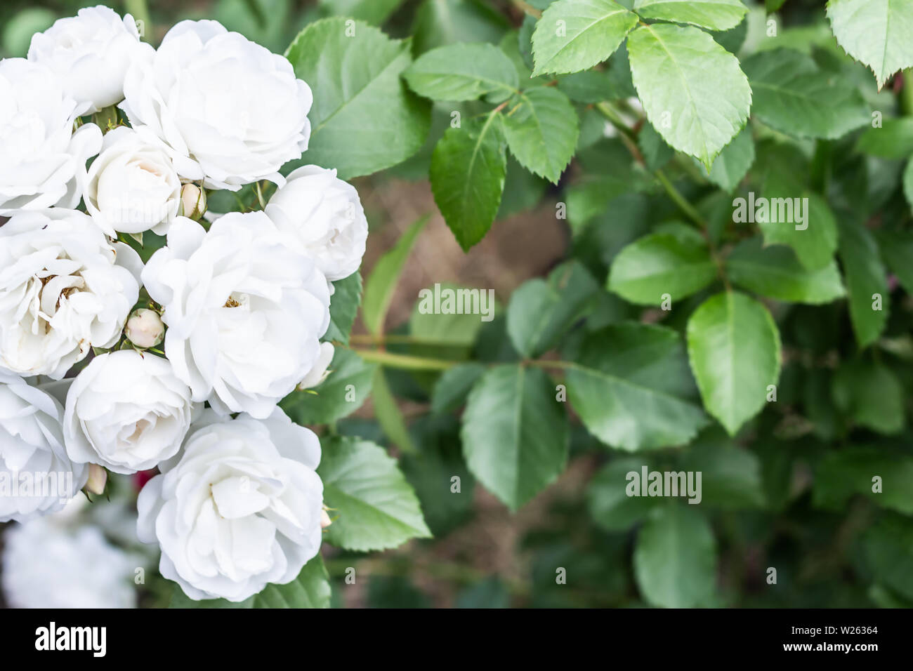 Weiße Aspirin Rose auf natürlichem grünen Laub Hintergrund mit Kopie Raum. Stockfoto