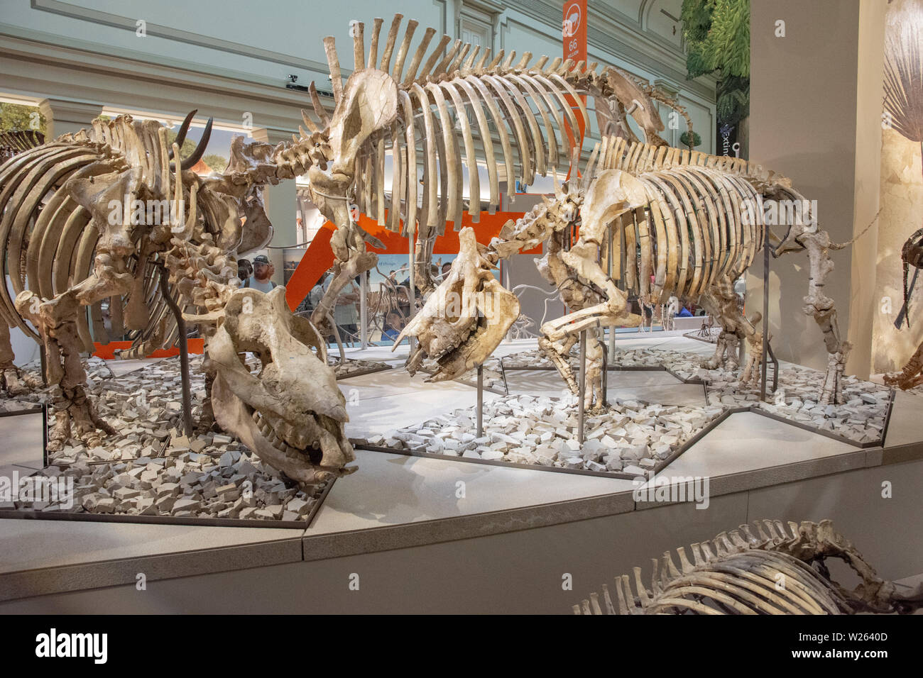 In der David H. Koch Halle von Fossilien am National Museum of Natural History, Smithsonian Institution, Washington, DC. Stockfoto