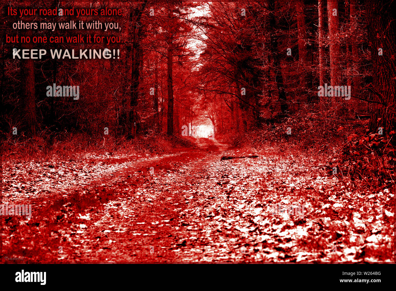 Die Sie auf der Strasse Text und ihr allein Zitat in den Roten Wald mit einer Straße Hintergrund Stockfoto