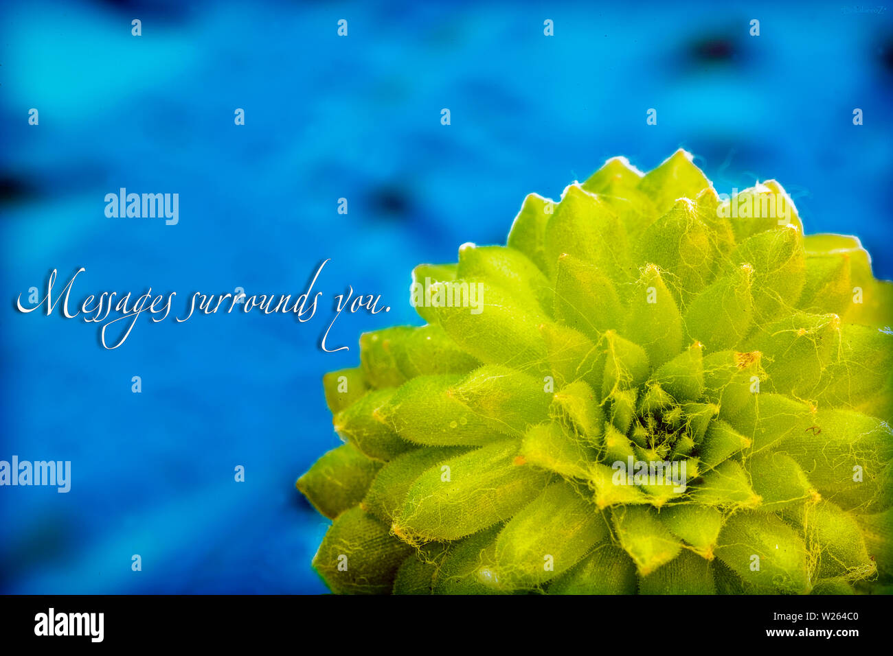 Textnachrichten umgibt Sie mit einem grünen Makro Blume Hintergrund Stockfoto