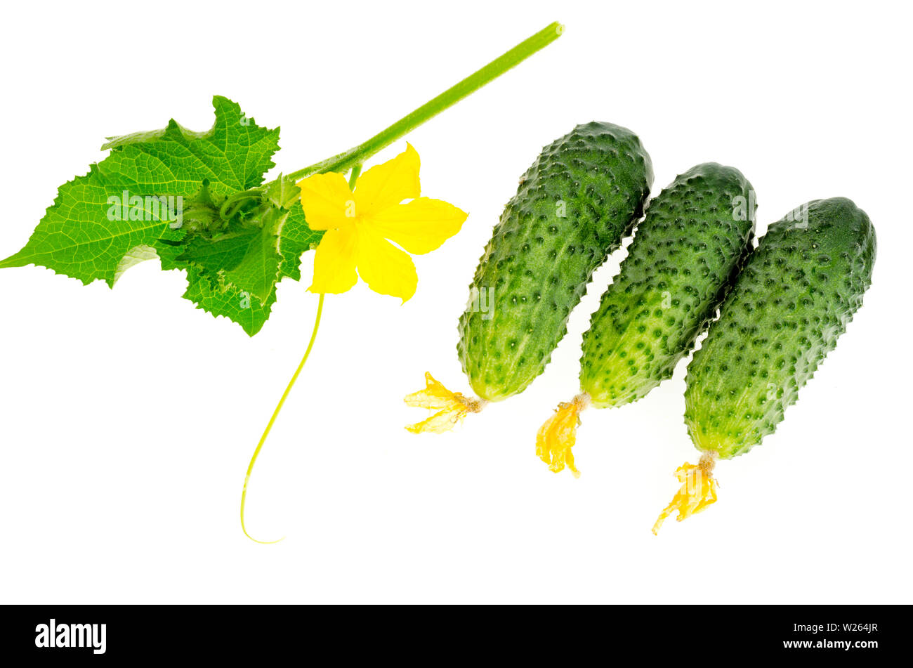 Gurke schiessen mit grünen Blättern und gelben Blüten Stockfotografie -  Alamy