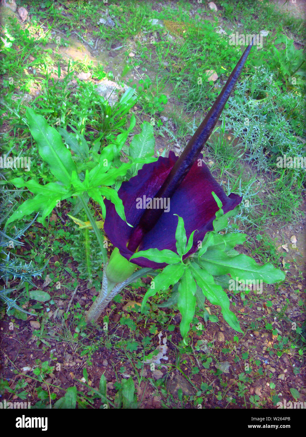 Arum creticum Blume Hintergrund und Wallpaper in Top hochwertige Drucke Stockfoto