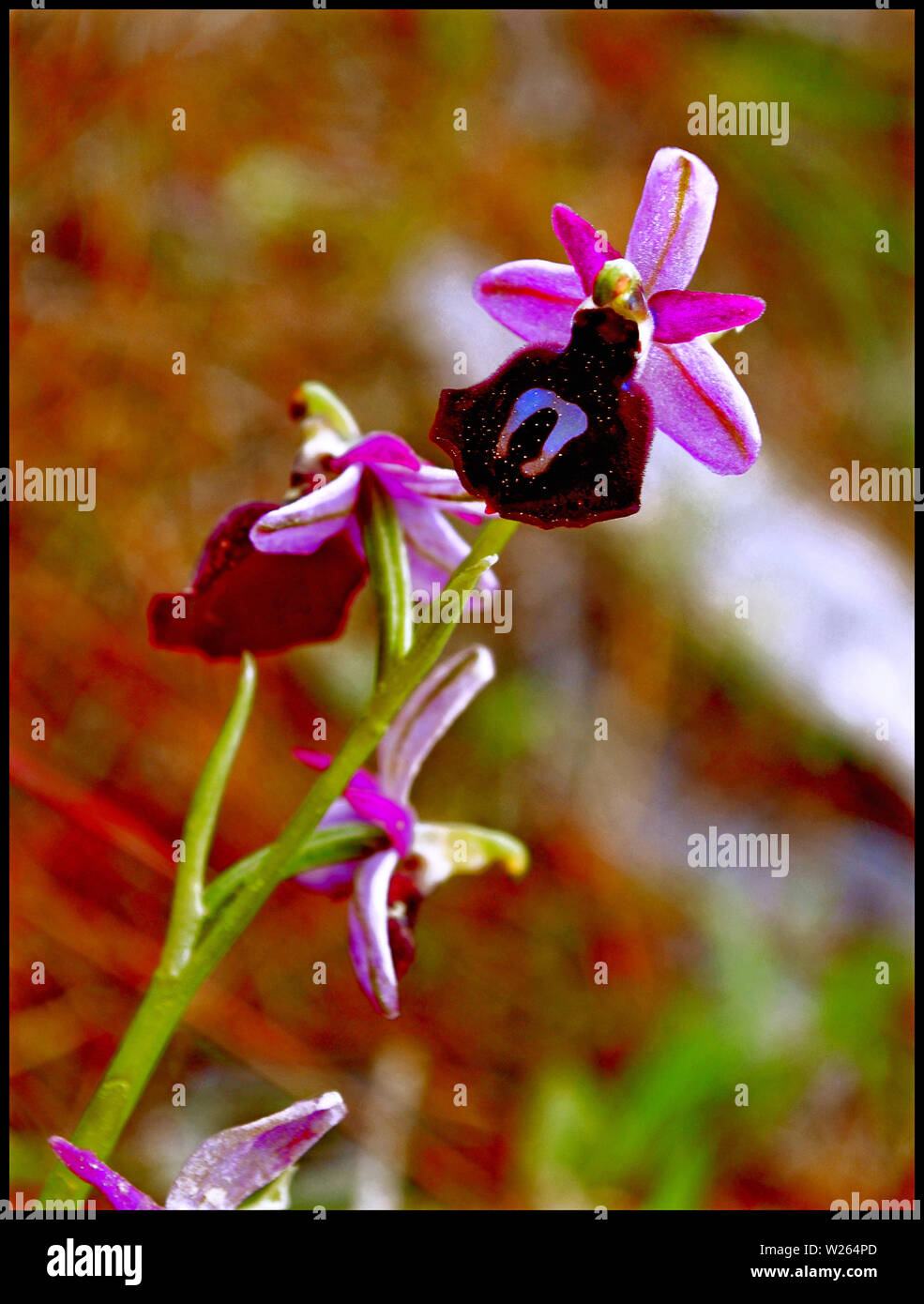 Ophrys spruneri Makro Blume blühen Hintergrund und Wallpaper in Top hochwertige Drucke Stockfoto