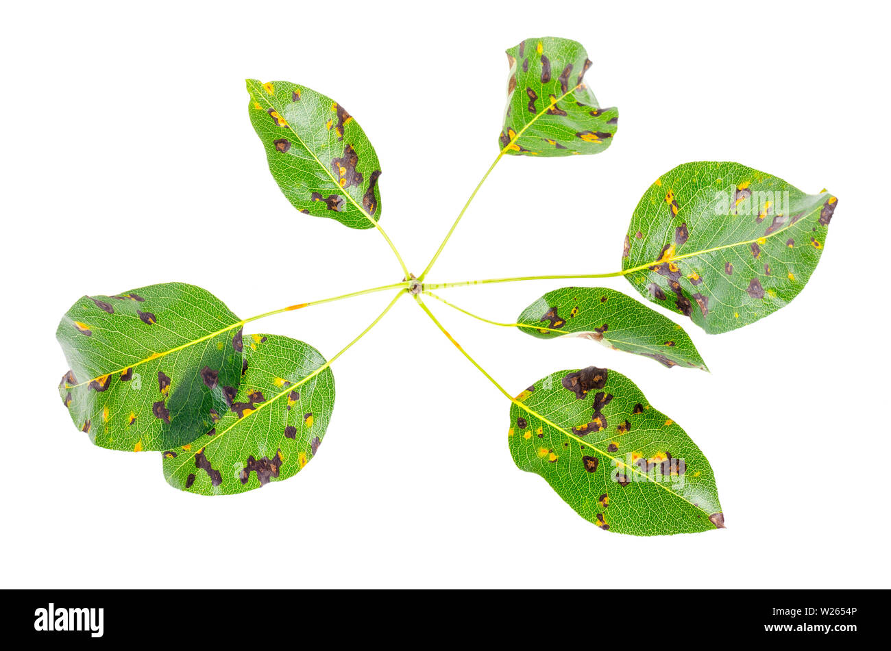 Rost auf Birne Blätter, Früchte Pflanzenkrankheiten. Stockfoto
