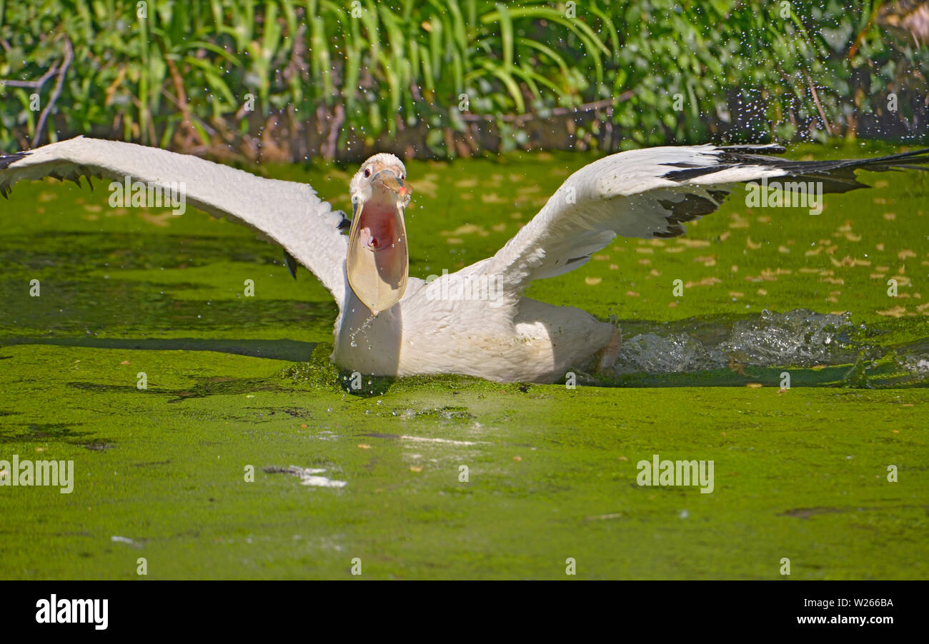 Nahaufnahme der weiße Pelikan (Pelecanus onocrotalus) auf dem Wasser, der offene Schnabel, Rütteln seine Flügel erstellen Sprays von Wasser Stockfoto