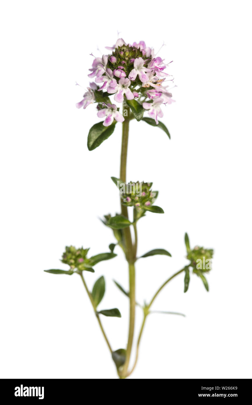 Heilung/Heilpflanzen: Mountain Bohnenkraut (Satureja montana) blühen auf weißem Hintergrund Stockfoto
