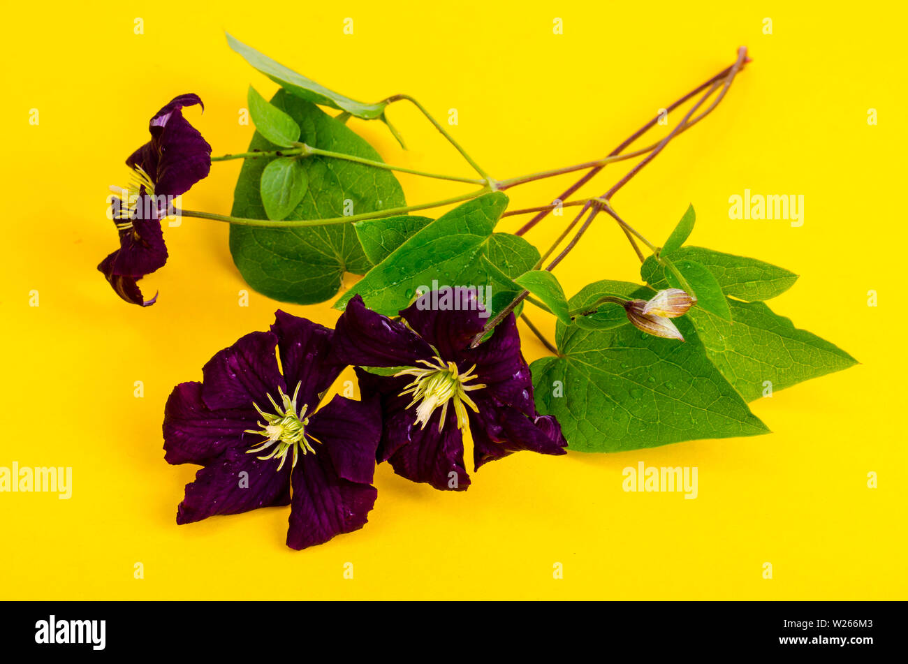 Blumen von Purple Clematis auf hellen Hintergrund. Stockfoto