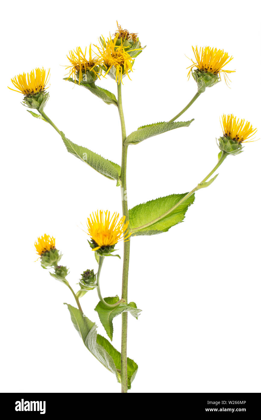 Heilung/Heilpflanzen: Elecampane (Inula helenium) stehende Anlage vor weißem Hintergrund Stockfoto