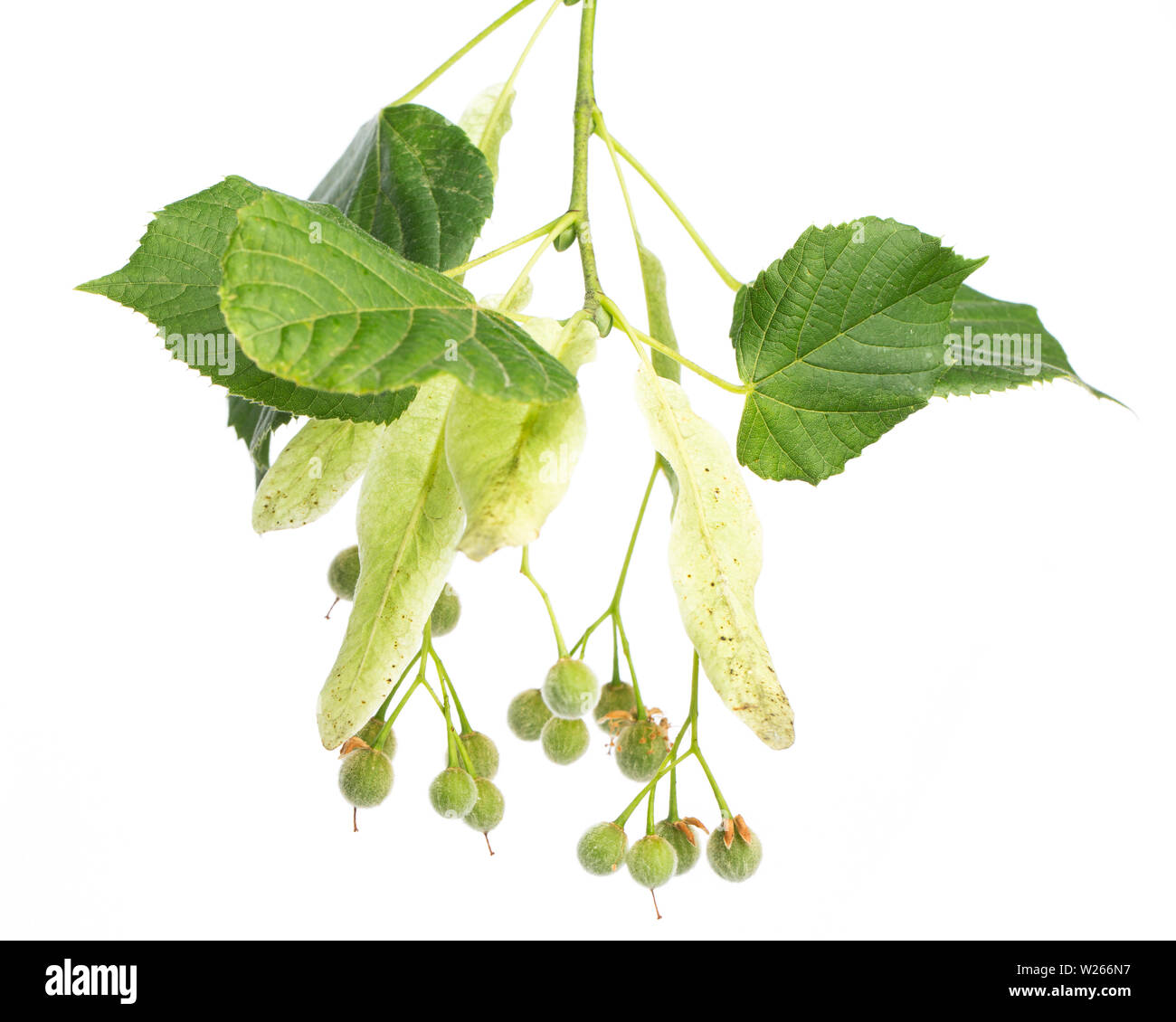 Heilung/Heilpflanzen: Linden (Tilia grandifolia) auf weißem Hintergrund Stockfoto