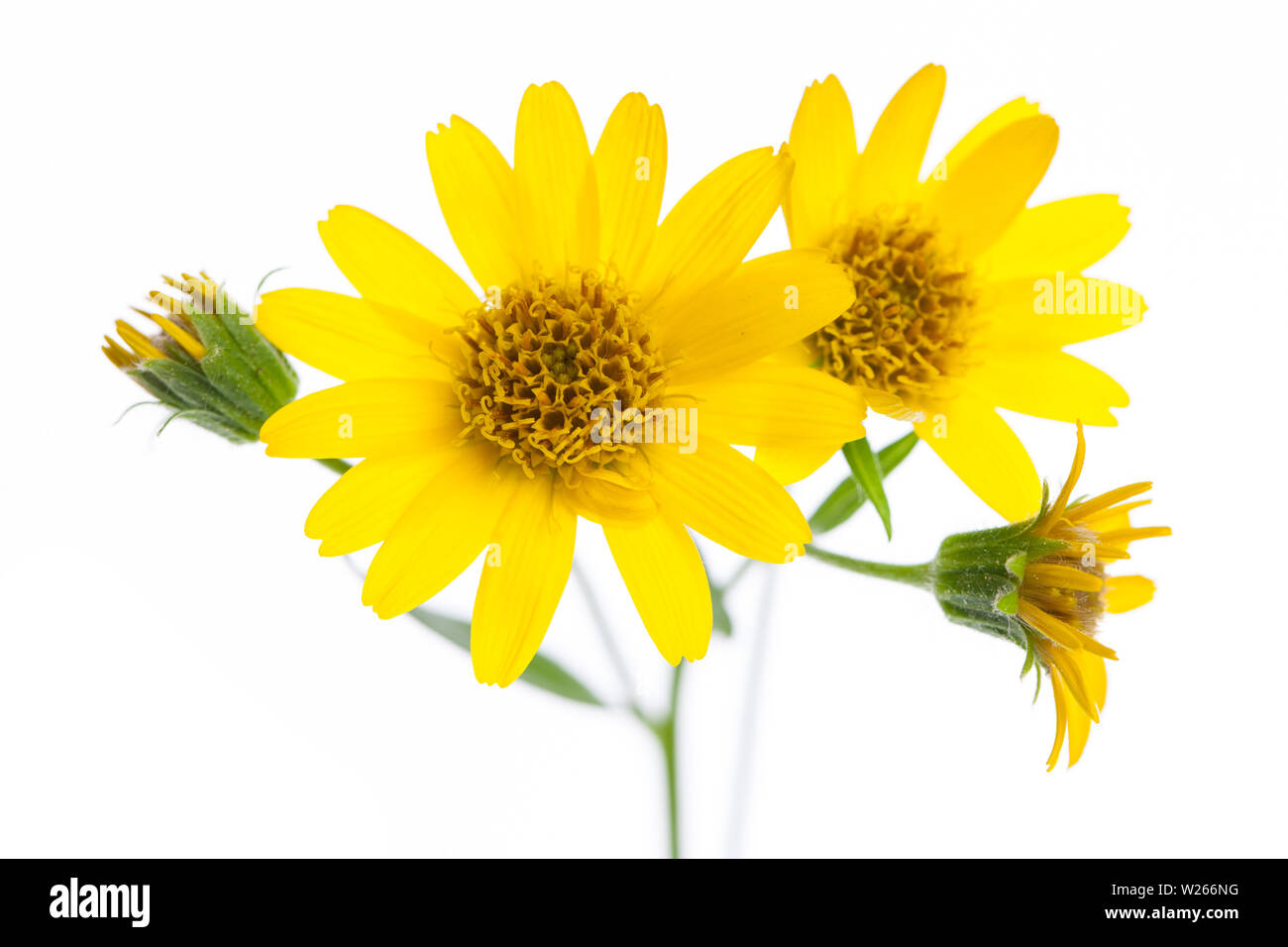 Heilung/Heilpflanzen: Arnika (Arnica montana) Blumen im Detail Stockfoto