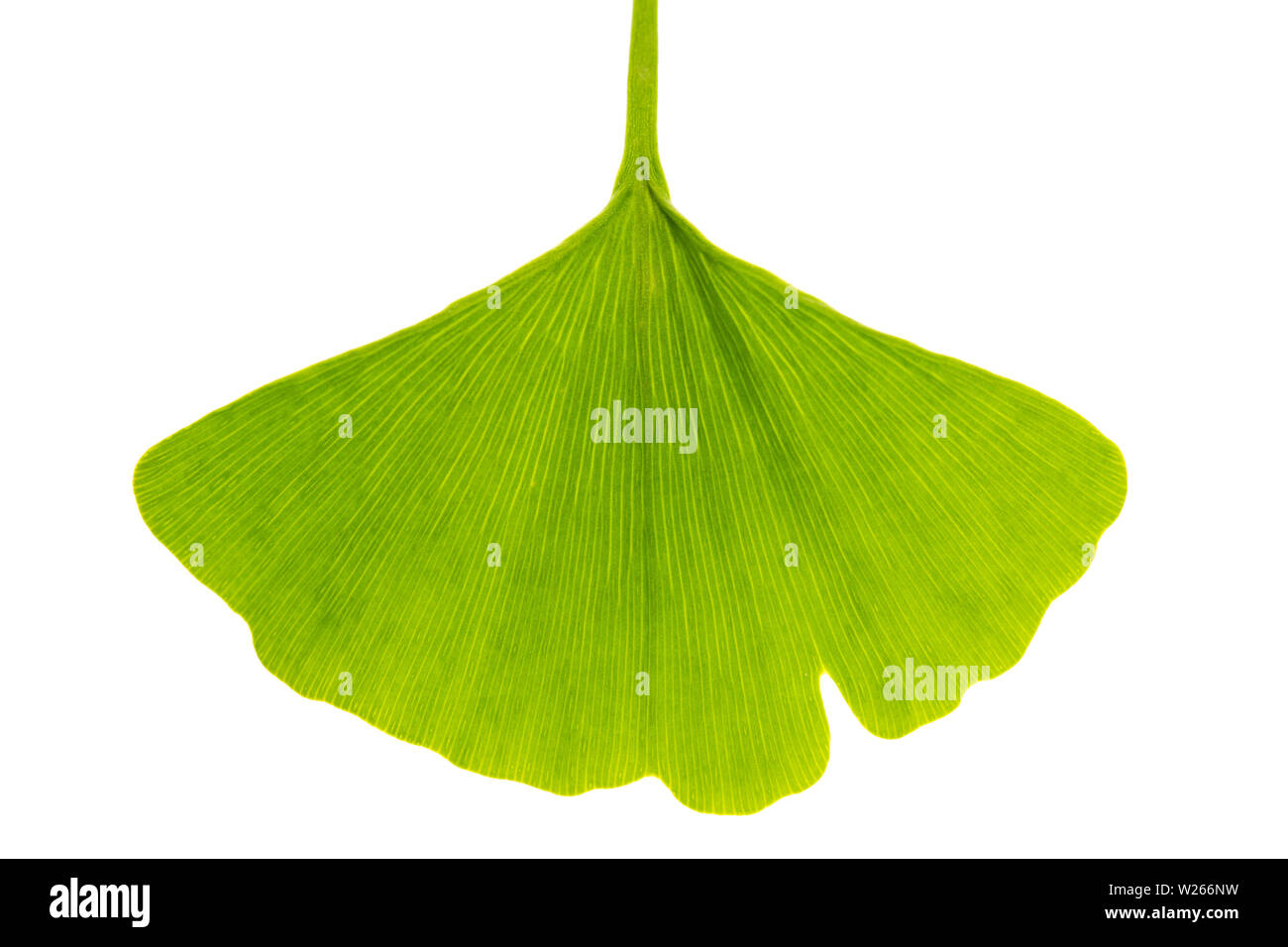 Heilung/Heilpflanzen: single Ginko (Ginko Bilboa) Blatt auf weißem Hintergrund Stockfoto