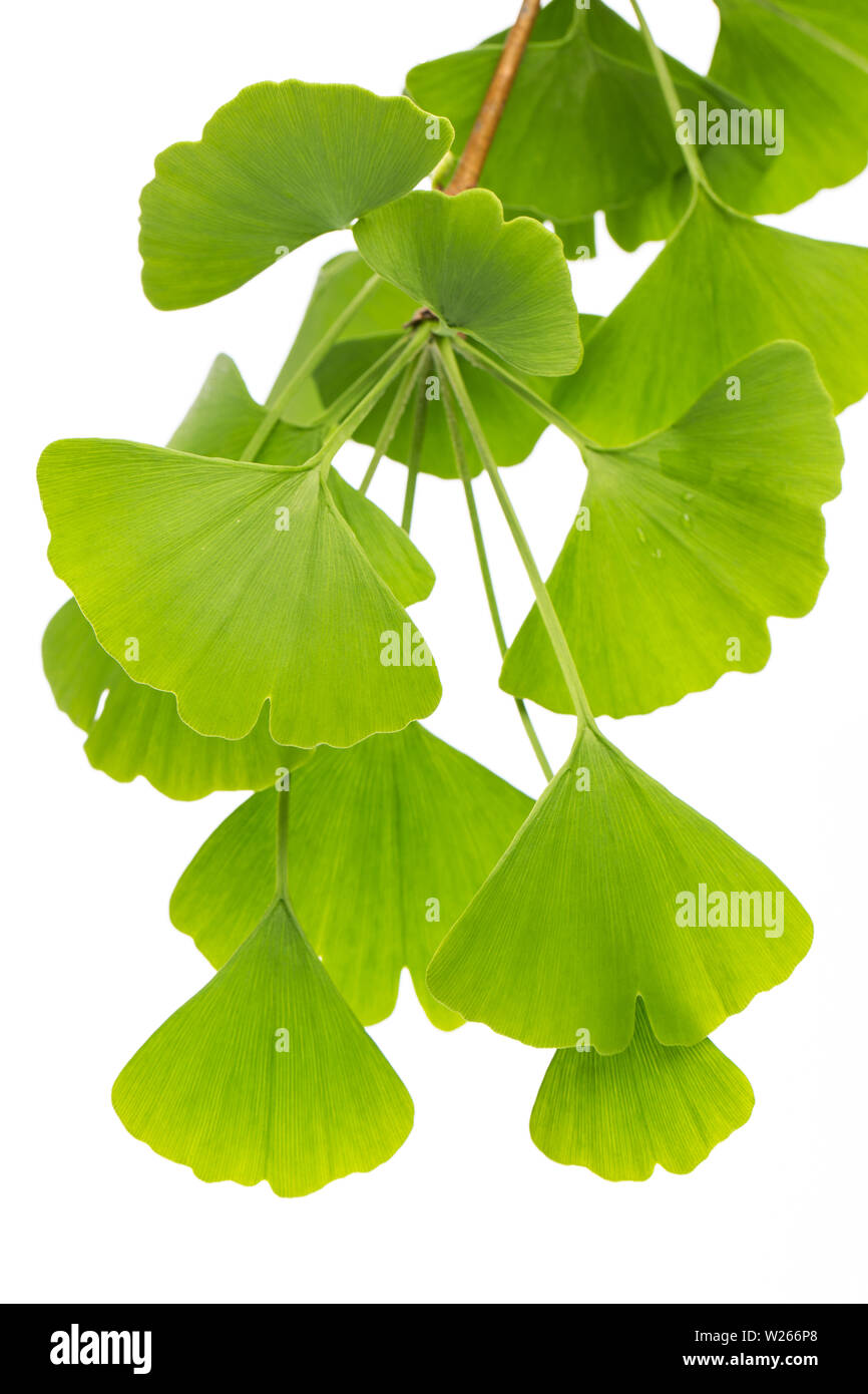 Heilung/Heilpflanzen: (Ginko Bilboa) Viele ginko treibt auf weißem Hintergrund Stockfoto