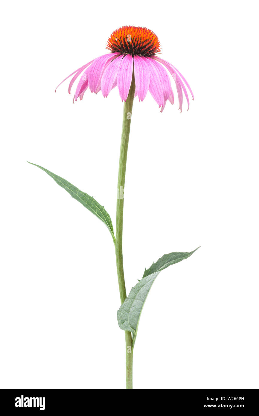 Heilung/Heilpflanzen: Coneflower (Echinacea purpurea) - einzelne Pflanze isoliert auf weißem Hintergrund Stockfoto