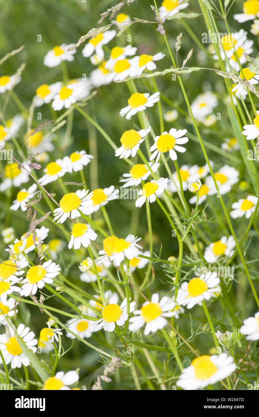 Kamille - Matricaria Chamomilla der Strecke Stockfoto