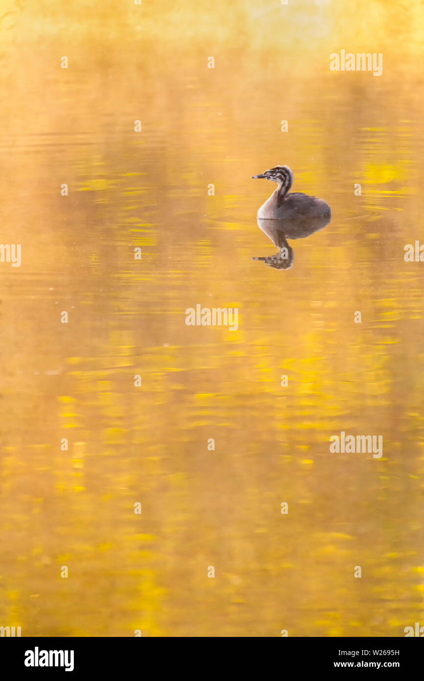 Junge Haubentaucher auf einem goldenen See Stockfoto