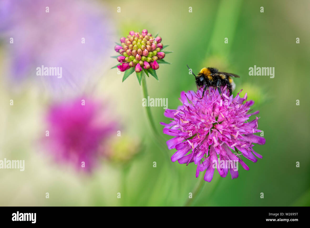 Buff-tailed bumblebee Fütterung auf Blume Stockfoto