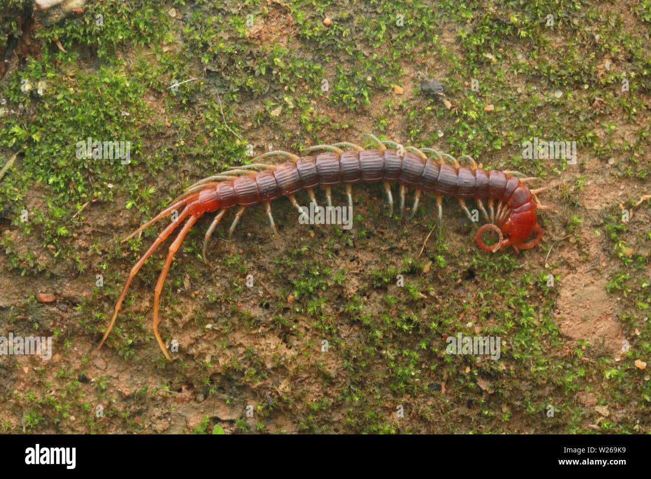 Smalle Rot Tausendfüßler, Otostigmus, Chilopoda, Stockfoto
