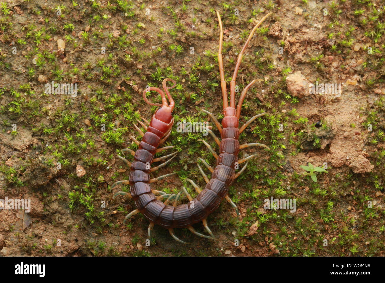 Smalle Rot Tausendfüßler, Otostigmus, Chilopoda, Stockfoto