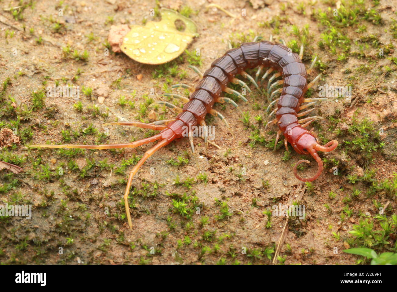 Smalle Rot Tausendfüßler, Otostigmus, Chilopoda, Stockfoto