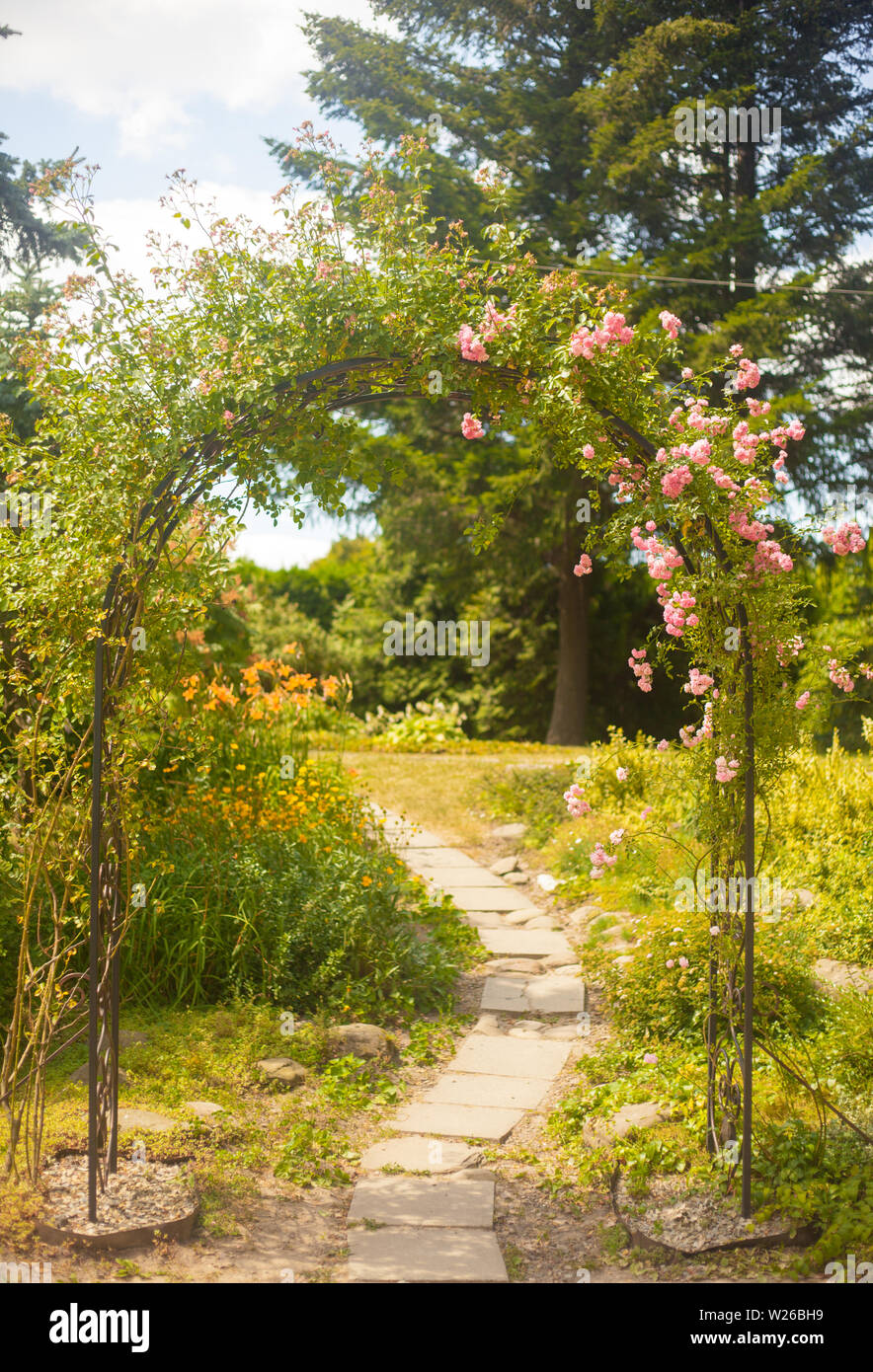 Dekorative arc mit Rosen im Sommer Garten in sonniger Tag Stockfoto