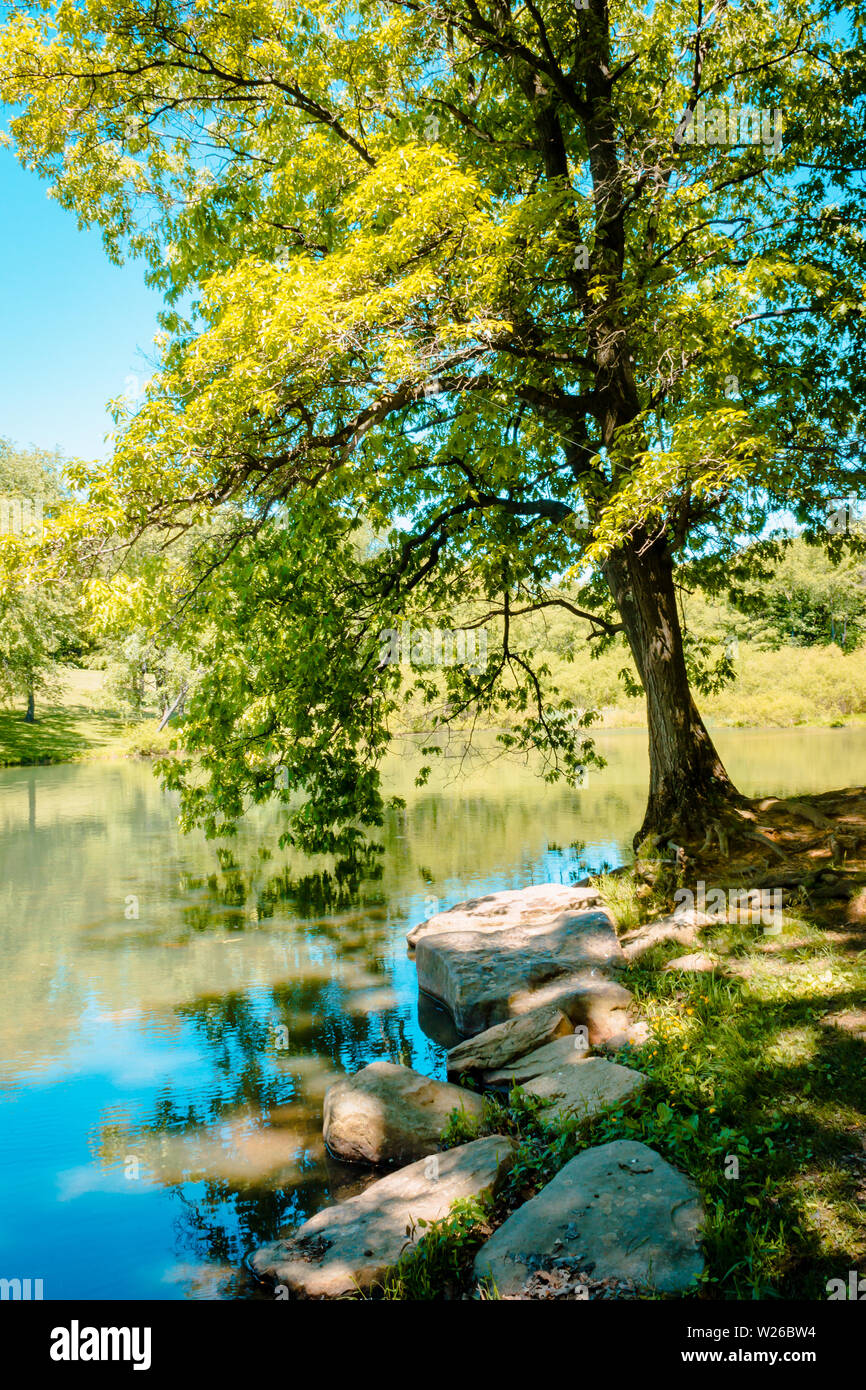 Baum hängend über dem See bei Blue Spruce Park Stockfoto