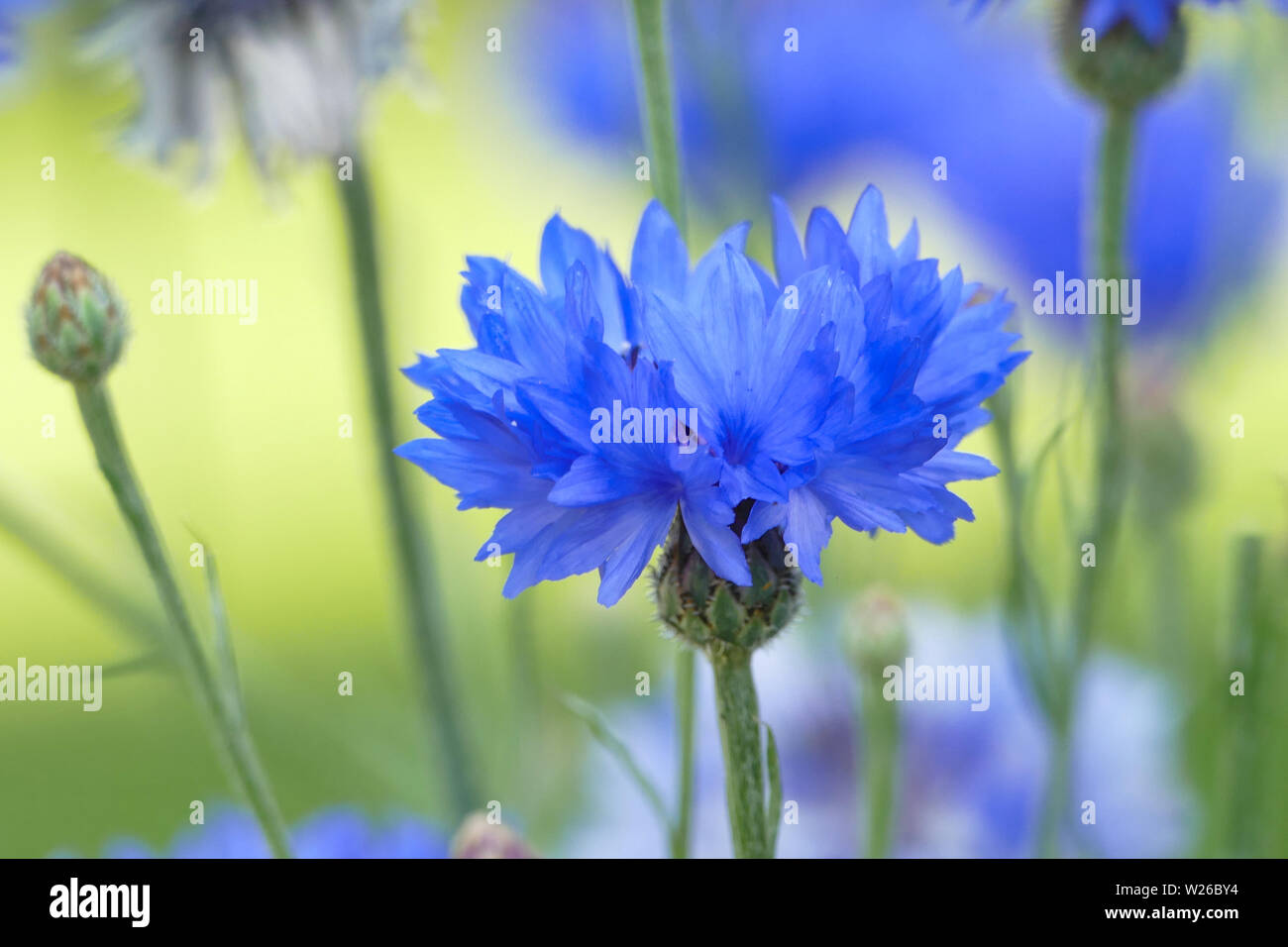 Blaue Kornblume Stockfoto
